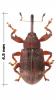 Anthonomus ulmi